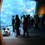 California Academy of Sciences Aquarium Round 2!